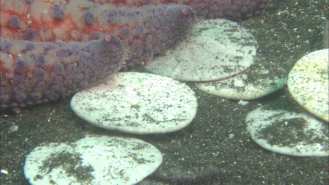 向日葵海星(Pycnopodia helianthoides)以沙美元(Clypeasteroida)为食，位于美国加利福尼亚州的海床上视频素材