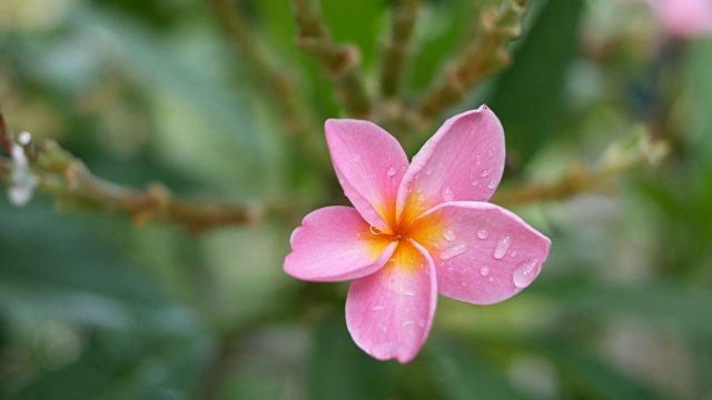 粉色花朵鸡蛋花视频素材