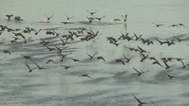 美国威斯康辛州，绿湾海岸线上接近的鸭子和海鸥，吓得它们飞走了视频素材