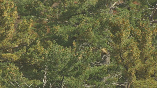 WS AERIAL CU在美国奥康托县大教堂松树州地区拍摄绿树和彩色树木视频素材