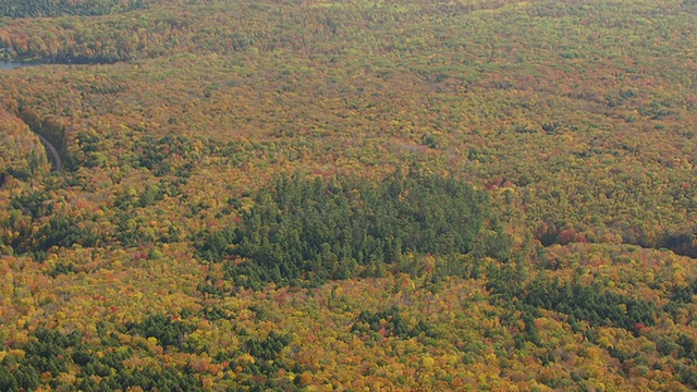 美国威斯康辛州奥康托县大教堂松树州地区的一丛绿色松树的WS AERIAL TD视图视频素材