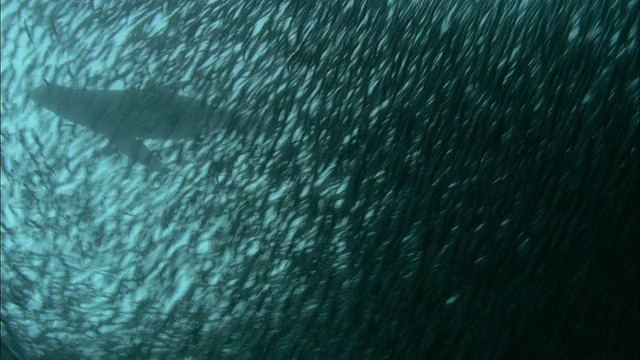 阿根廷巴塔哥尼亚，南部海狮(Otaria flavescens)捕猎旋凤尾鱼(Engraulidae)诱饵球视频素材