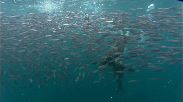 阿根廷巴塔哥尼亚，南部海狮(Otaria flavescens)捕食鳀鱼(Engraulidae)诱饵球视频素材