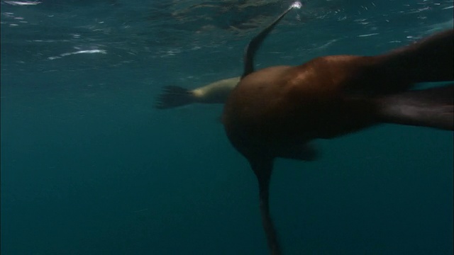 阿根廷巴塔哥尼亚，黑海豚(Lagenorhynchus obscurus)和南海狮(Otaria flavescens)捕食鳀鱼(Engraulidae)诱饵球视频素材