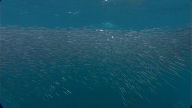 阿根廷巴塔哥尼亚，黑海豚(Lagenorhynchus obscurus)和南海狮(Otaria flavescens)捕食鳀鱼(Engraulidae)诱饵球视频素材