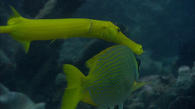 印度尼西亚，Manado，号子鱼(Aulostomus maculatus)和蒙面兔(Siganus puellus)一起游泳视频素材