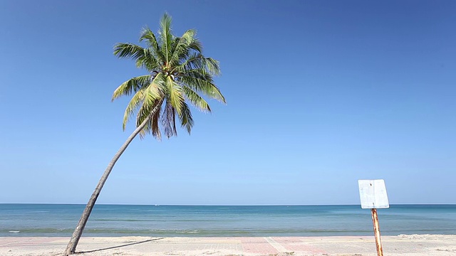 海滩上的椰子树和蓝天背景视频素材