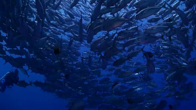 海面下的巨型鲹鱼大群(4K)视频素材