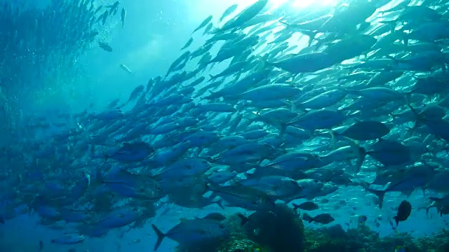 大学校，巨型鲹鱼，海底，游泳(4K)视频素材