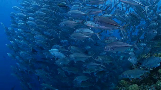 Trevally (Jackfish, Gin-Ga-Me-A-Ji)成群结队(4K)视频素材