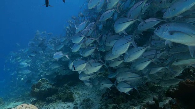 海底杰克鲹鱼墙支架(4K)视频素材