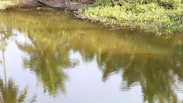 水在风中摇曳视频素材