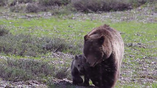 MS拍摄到一头灰熊(Ursus arctos horribilis)带着一只小灰熊穿过草地走向镜头视频素材