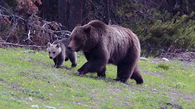 MS拍摄到一头灰熊(Ursus arctos horribilis)带着一只小灰熊穿过草地走向镜头视频素材