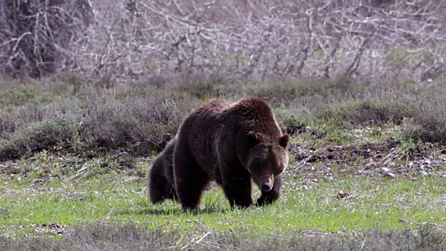 MS拍摄到一头灰熊(Ursus arctos horribilis)带着一只小灰熊穿过草地走向镜头视频素材