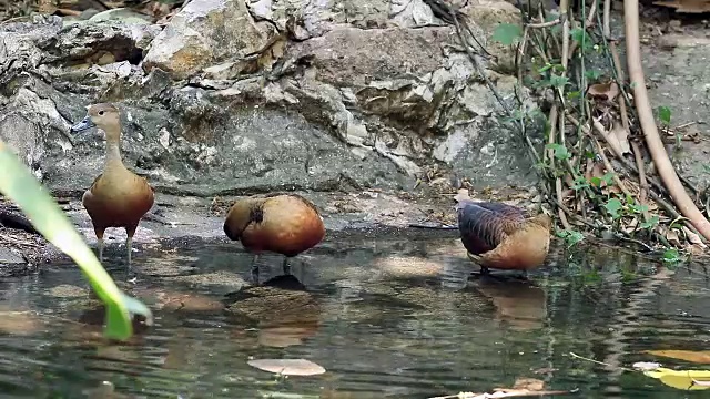 池塘里的小鸣禽梳毛视频素材