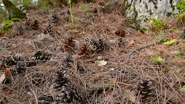 松果散落在森林地面的落叶针叶中视频素材