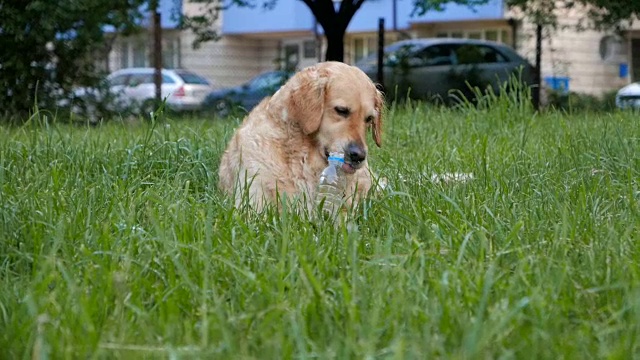 超棒的金毛猎犬嚼着塑料水瓶视频素材