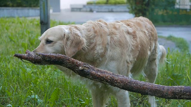 城里的金毛寻回犬视频素材