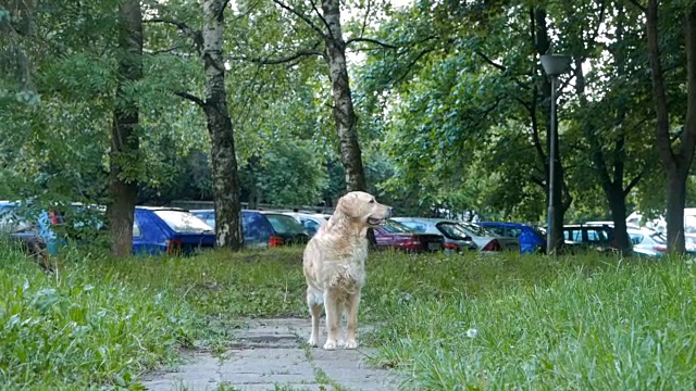 黄金猎犬在城市设置视频素材