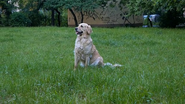 城市公园里的金毛猎犬视频素材