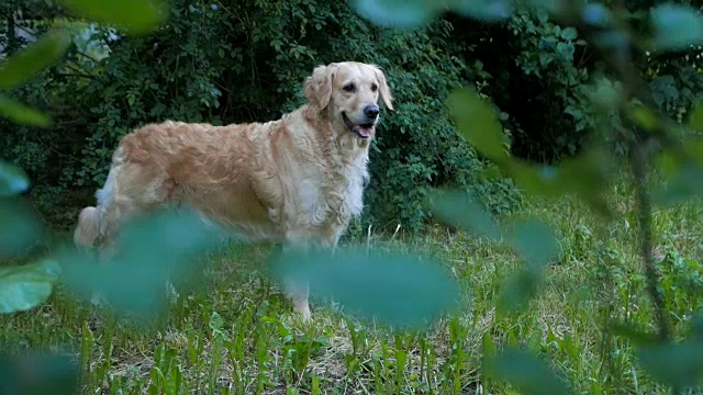 可爱的金毛猎犬微笑着视频素材