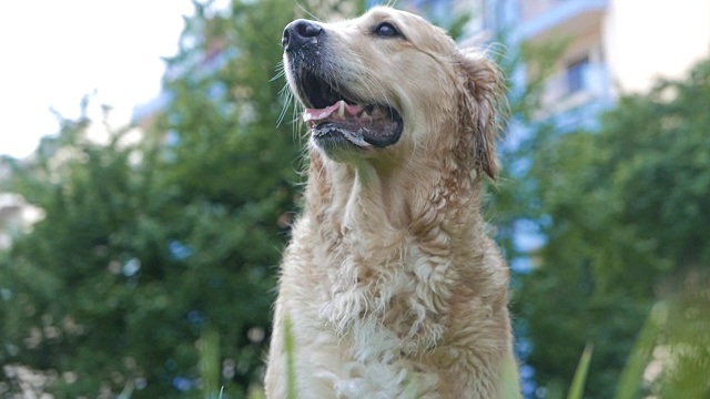 可爱和潮湿的金毛寻回犬在城市公园视频素材