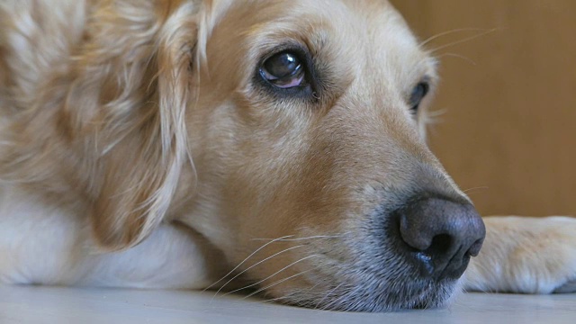 华丽的金毛猎犬躺在家里的地板上视频素材