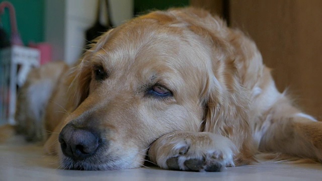 睡在地板上的金毛猎犬视频素材