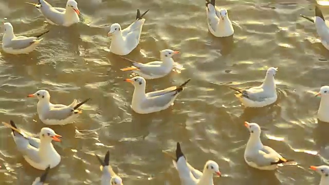 黄昏时海面上的一群海鸥视频素材