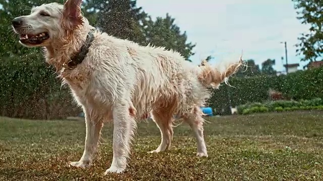 SLO MO DS湿金毛猎犬抖掉水视频素材