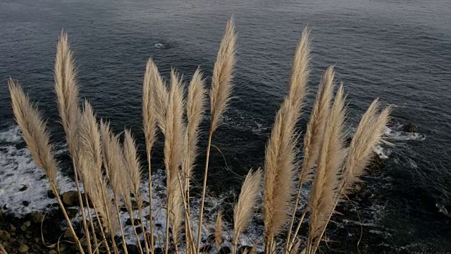 潘帕斯草随风飘荡，海浪拍打着海岸线视频素材