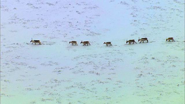 一群驯鹿在雪地上排成一行迁徙视频素材