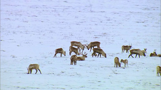 两只驯鹿在雪地上用鹿角搏斗视频素材