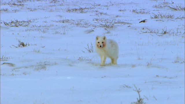 北极狐独自在雪地上奔跑视频素材