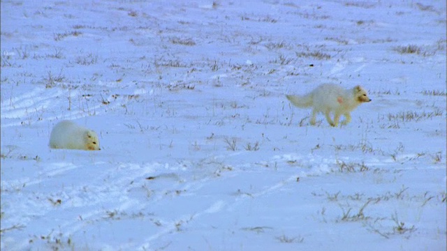 两只北极狐在雪地上奔跑视频素材