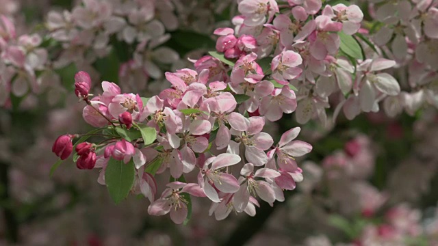 樱花视频素材