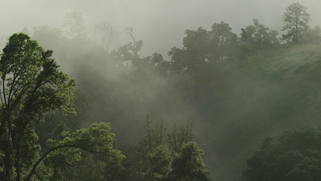 雾层森林，大Sur - Static视频素材