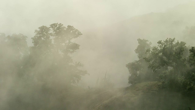 雾层森林，大Sur - Static视频素材