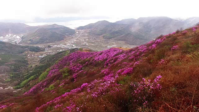 春天的荣chwisan山与杜鹃花和云海视频素材