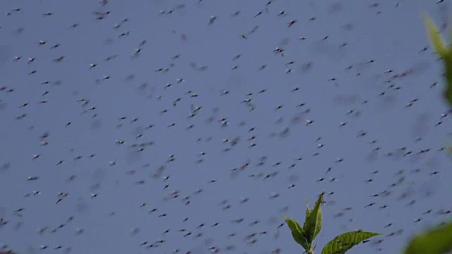 群蚊子视频下载