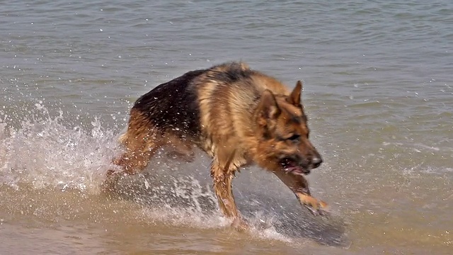 MS SLO MO拍摄的德国牧羊犬，男性在海浪中奔跑，海滩/卡尔瓦多斯，法国诺曼底视频素材