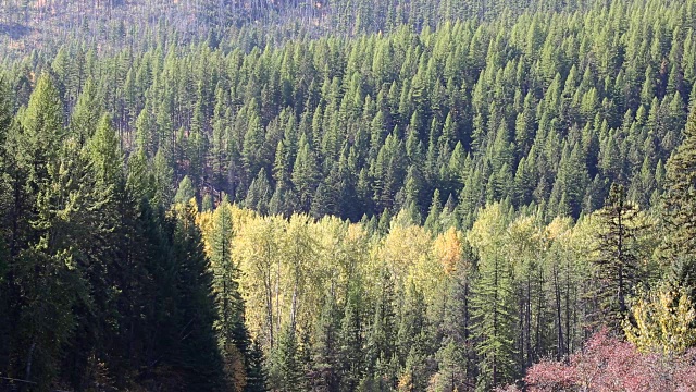 高山桦树和松林与秋天的颜色视频素材