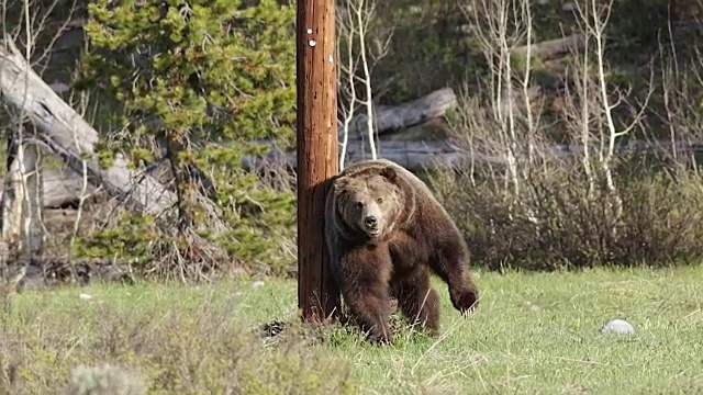 一只雄性灰熊(Ursus arctos horribilis)的气味标记着一根杆子，他正试图吸引一只雌性视频素材