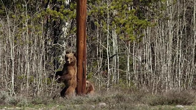 图片中，两只灰熊(Ursus arctos horribilis)幼崽在模仿一只雄性大灰熊时，用气味标记了一根柱子视频素材