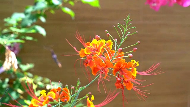 粉红色开花植物特写镜头视频素材