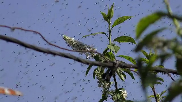 群蚊子视频下载