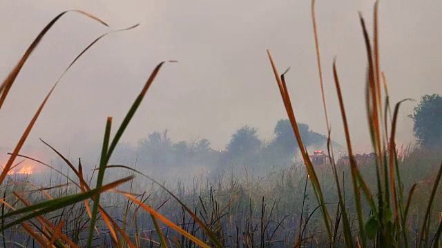 森林起火了。视频素材