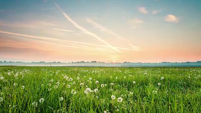 8K T/L草地，在日出的蒲公英视频素材