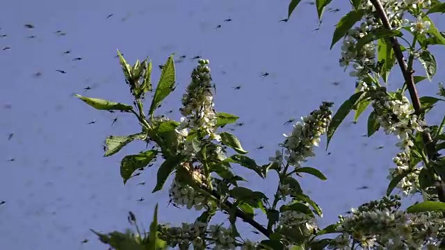 群蚊子视频下载